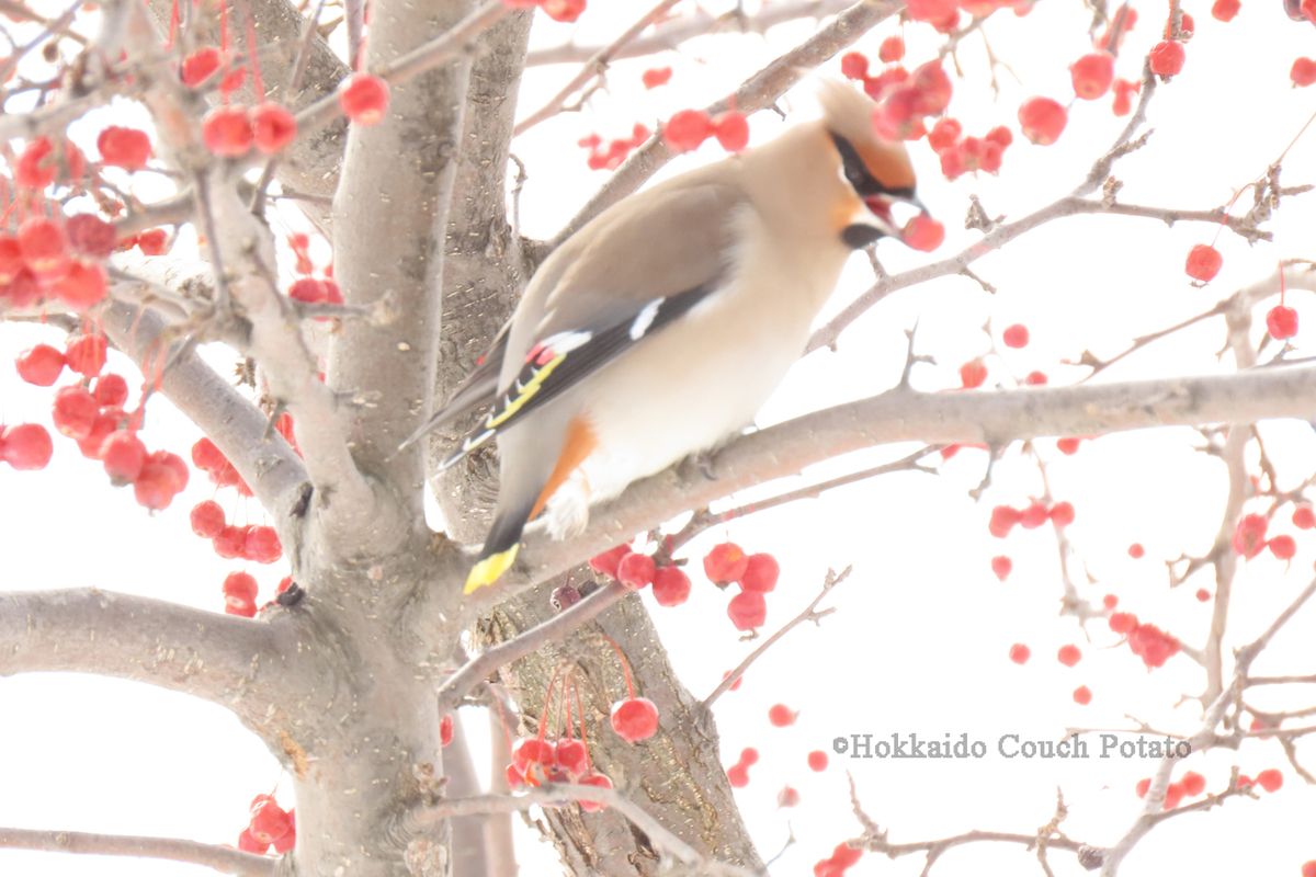 f:id:maskedtranslator:20200210142133j:plain