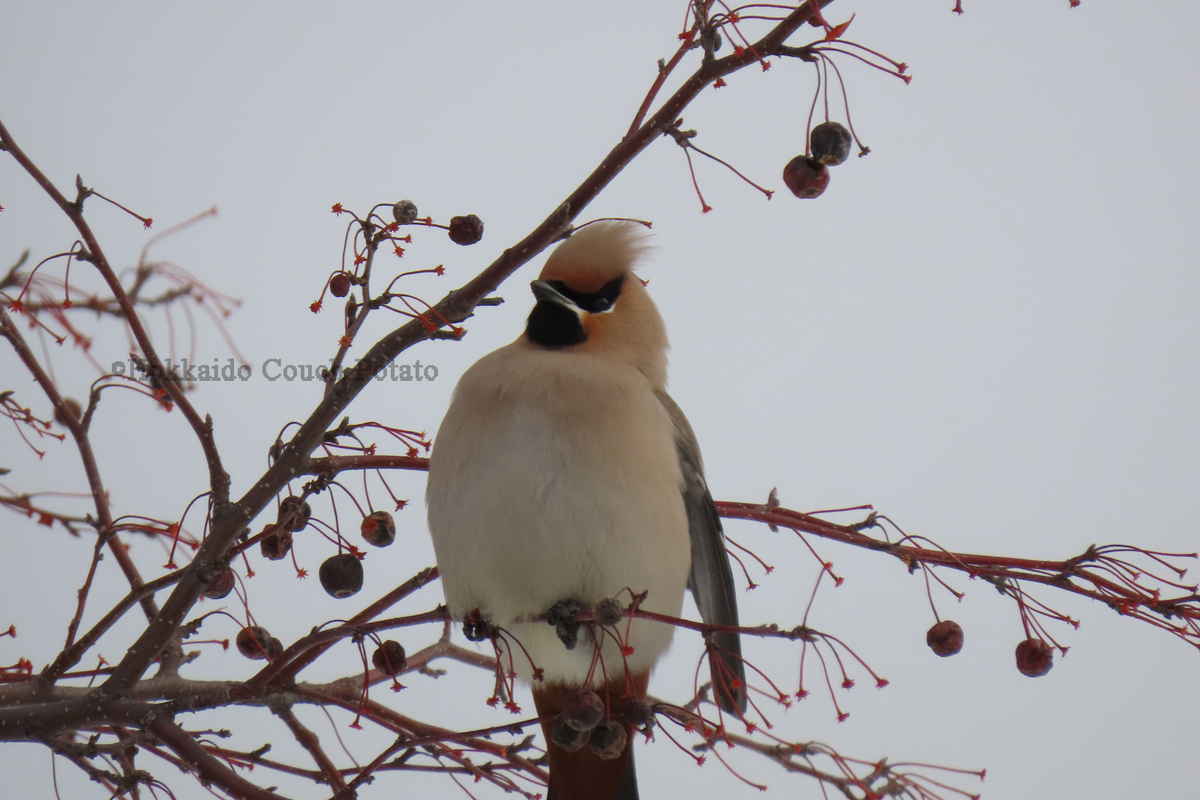 f:id:maskedtranslator:20200210142219j:plain