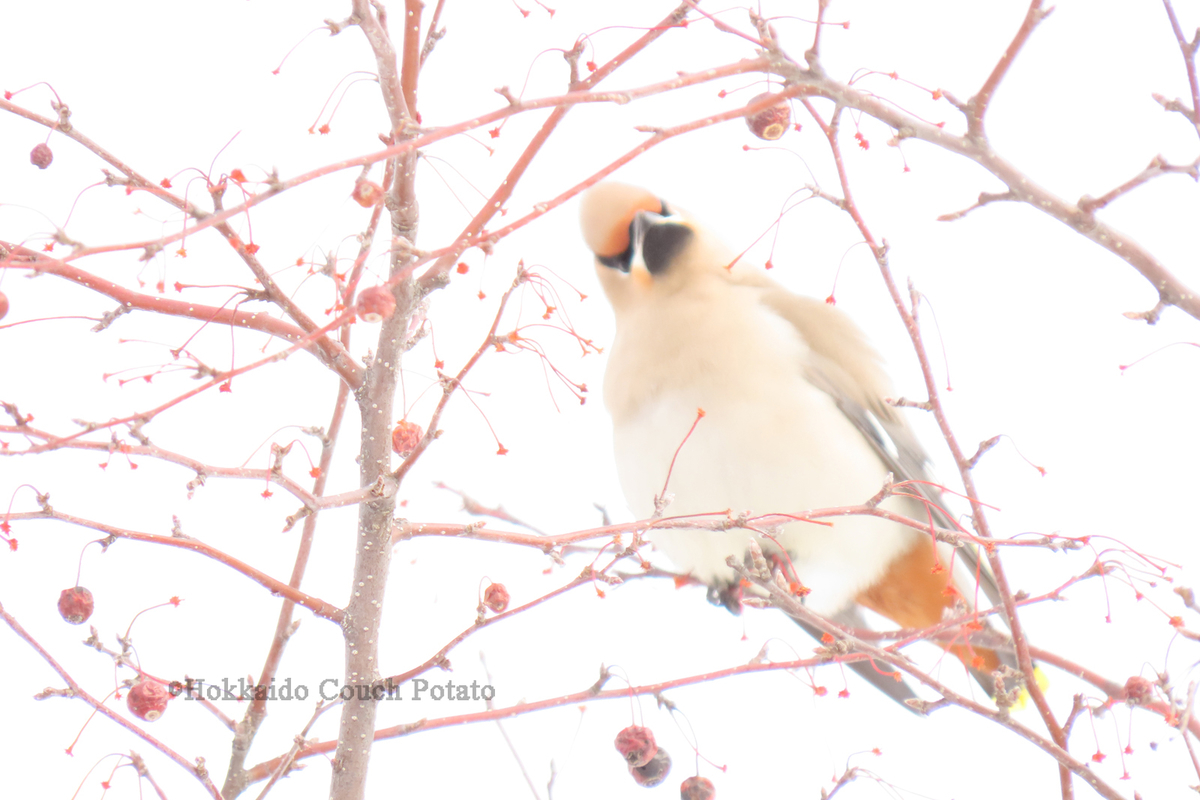 f:id:maskedtranslator:20200210142628j:plain