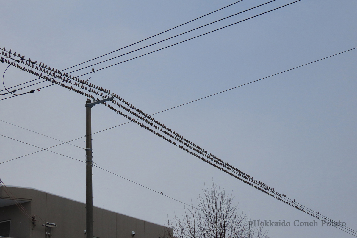 f:id:maskedtranslator:20200210142945j:plain