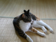 f:id:masmax:20080810143104j:image