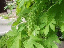 f:id:masmax:20080822201149j:image