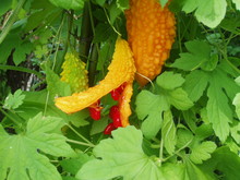 f:id:masmax:20080822201150j:image