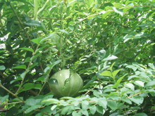 f:id:masmax:20080822201151j:image