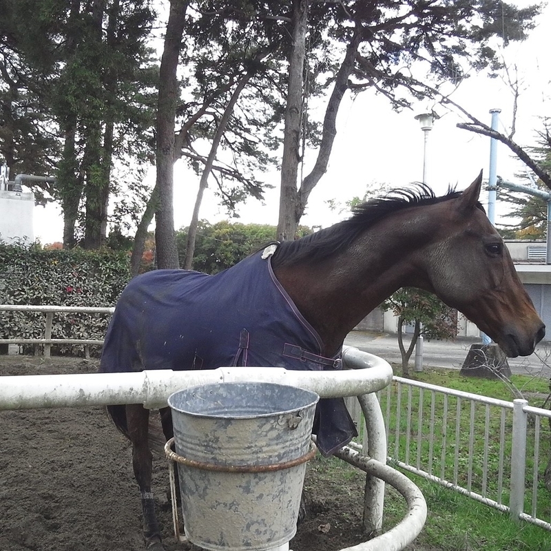 f:id:masos:20190130221302j:plain f:id:masos:20190130221302j:plain