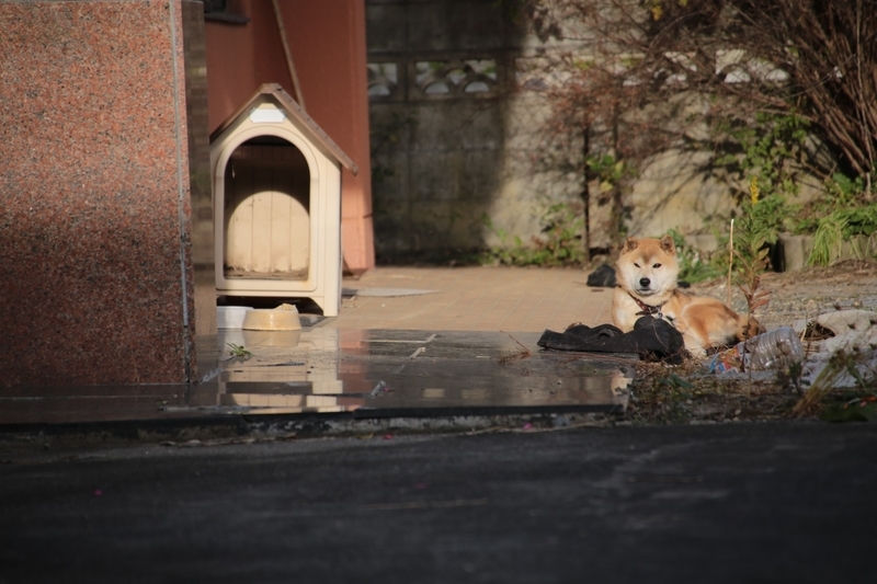 f:id:masos:20190130221338j:plain f:id:masos:20190130221338j:plain