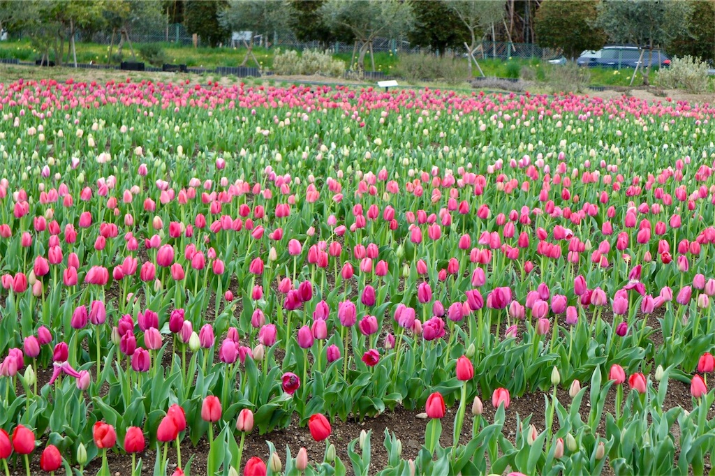 f:id:massan0613:20200329193217j:image