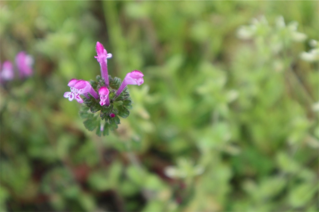 f:id:massan0613:20200329193322j:image