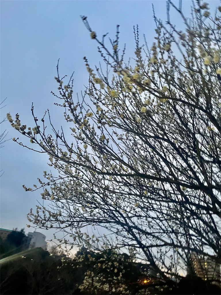 f:id:massan0613:20250226065105j:image