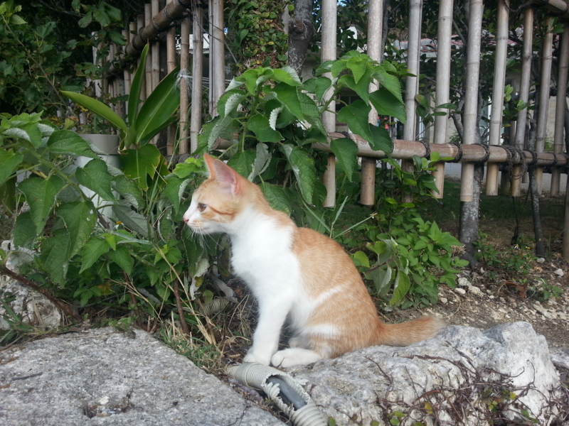 f:id:massneko:20130825084945j:plain