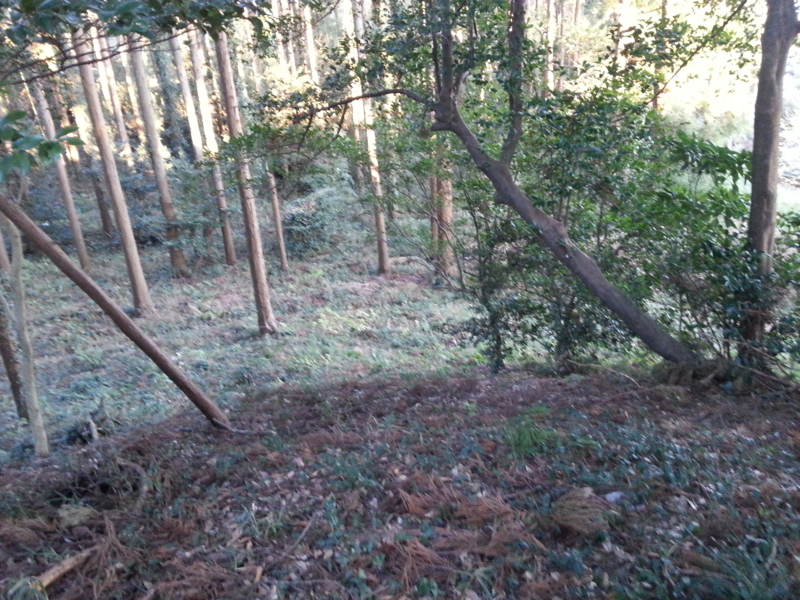 f:id:massneko:20131215155012j:plain f:id:massneko:20131215155012j:plain