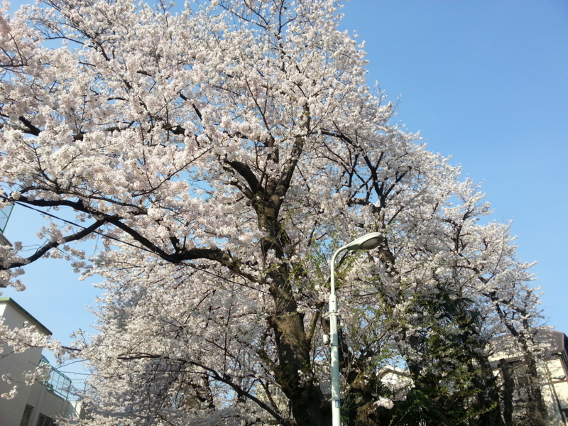 f:id:massneko:20140331081641j:plain