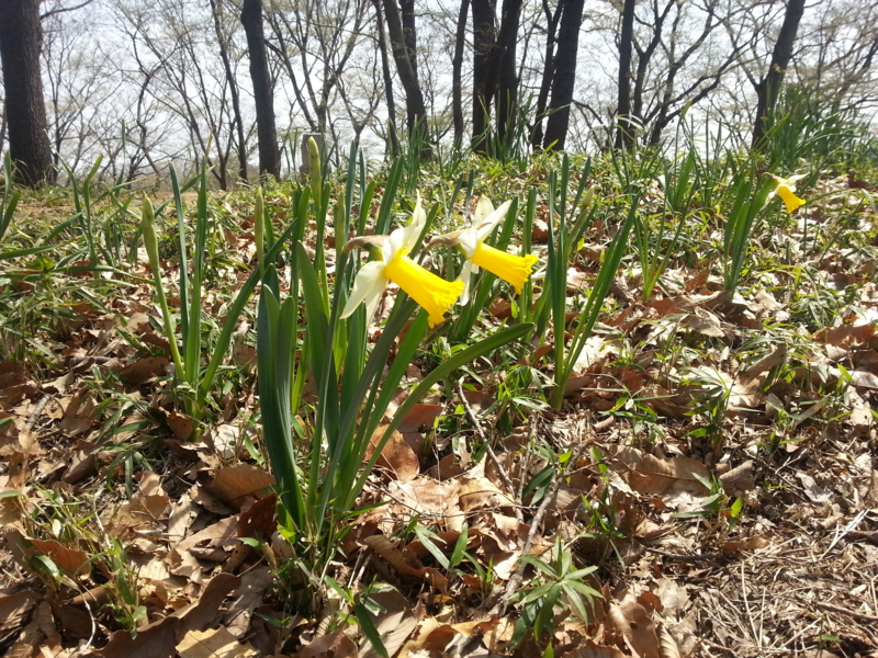 f:id:massneko:20140402111033j:plain
