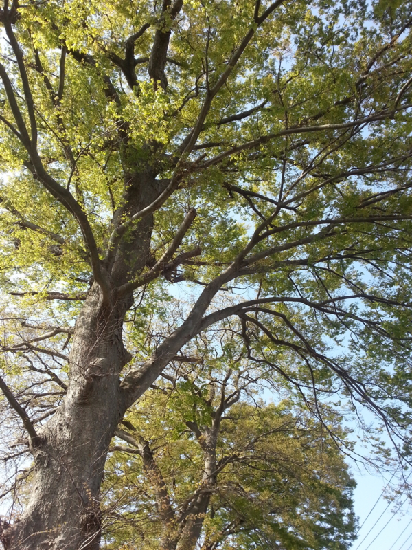 f:id:massneko:20140412151132j:plain