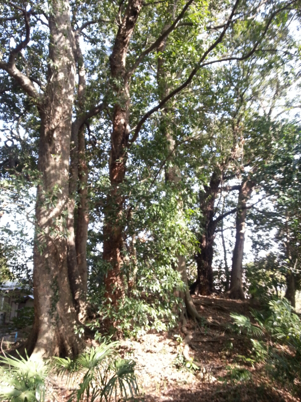 f:id:massneko:20140412152014j:plain