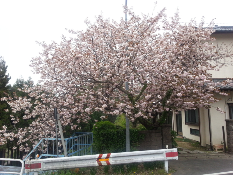 f:id:massneko:20140420150224j:plain