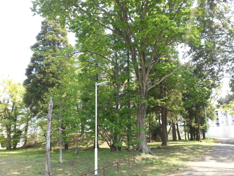 f:id:massneko:20140426122803j:plain