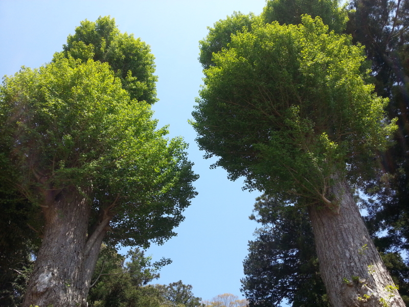 f:id:massneko:20140427113313j:plain