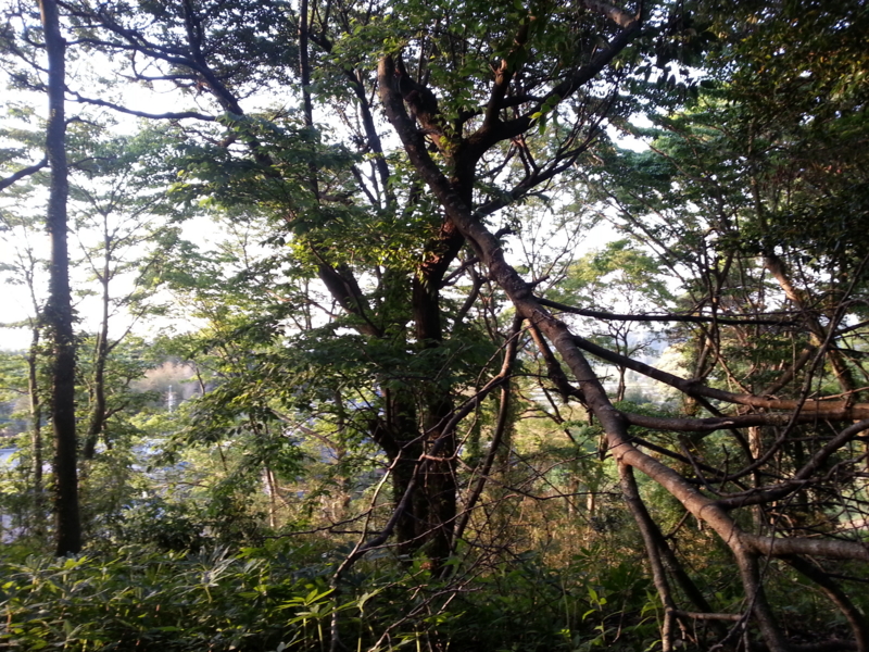 f:id:massneko:20140510174958j:plain