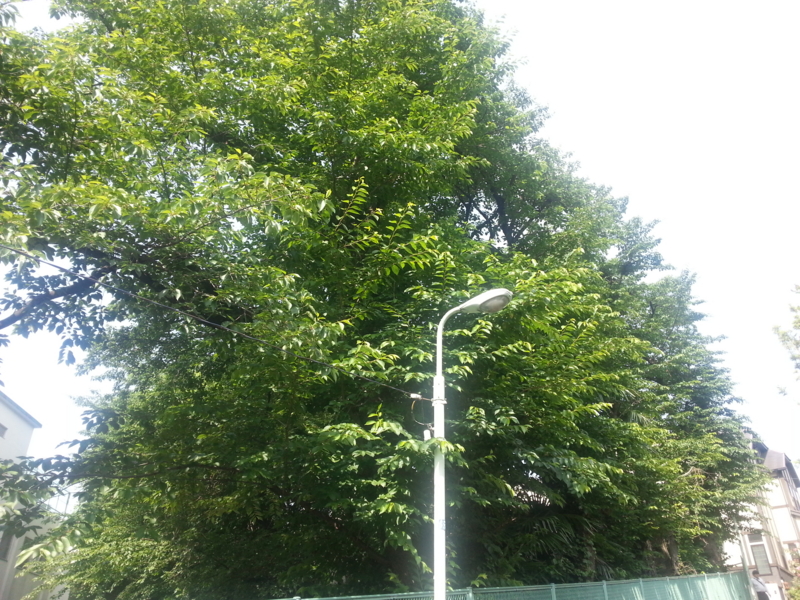 f:id:massneko:20140529083631j:plain