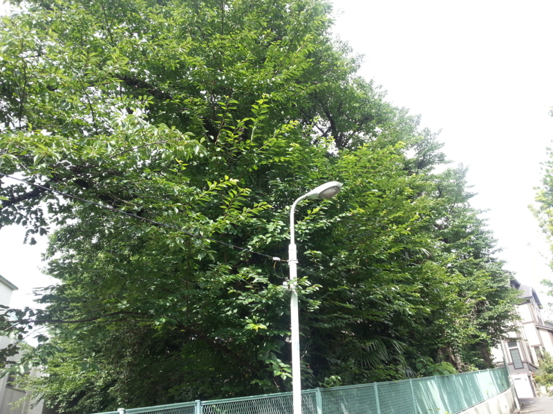 f:id:massneko:20140627083546j:plain