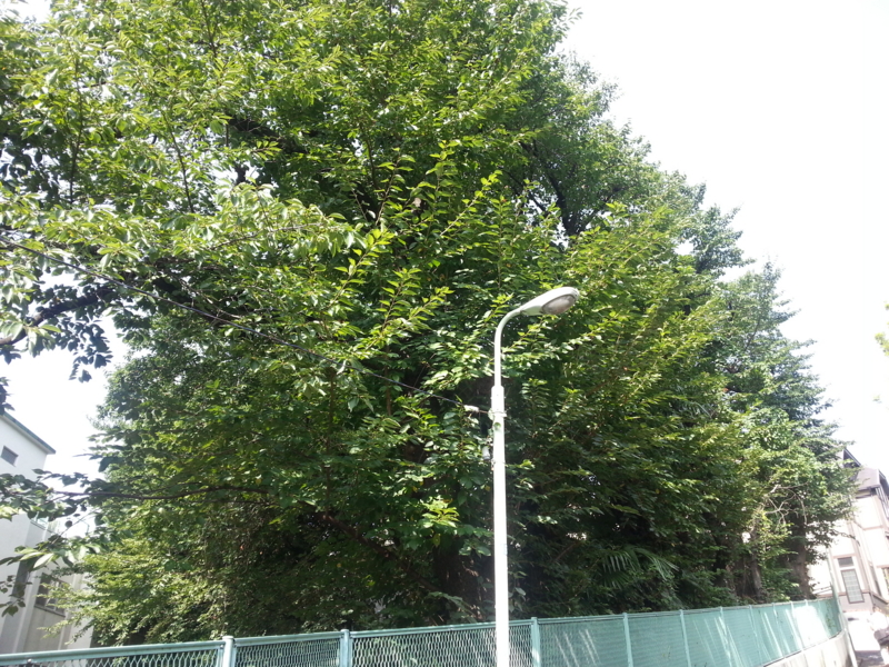 f:id:massneko:20140728083831j:plain