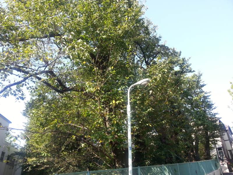 f:id:massneko:20140929083943j:plain