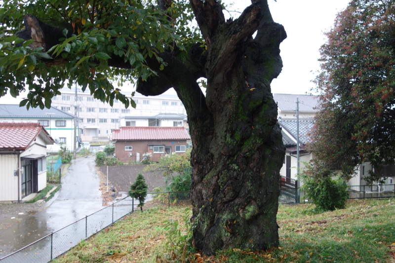f:id:massneko:20141005141651j:plain