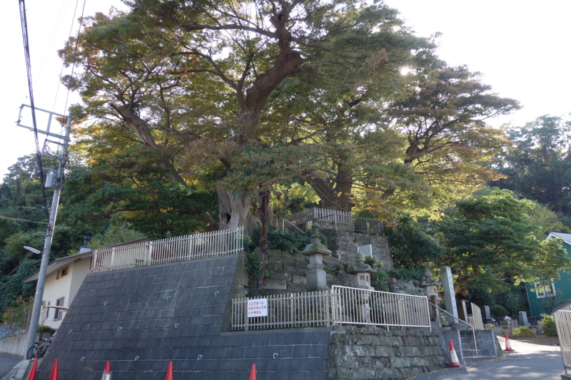 f:id:massneko:20141116124150j:plain