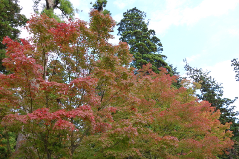 f:id:massneko:20141116131445j:plain