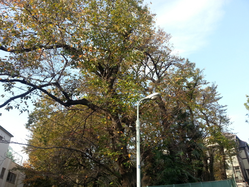 f:id:massneko:20141117083724j:plain