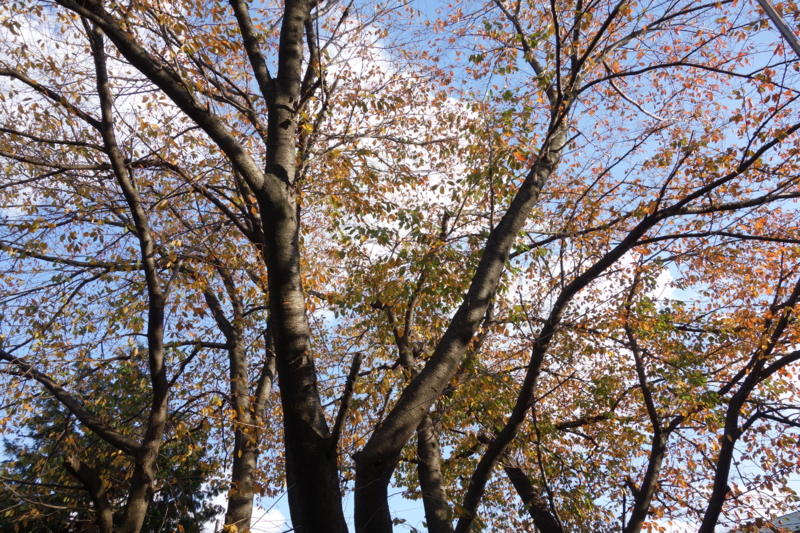 f:id:massneko:20141123143427j:plain f:id:massneko:20141123143427j:plain