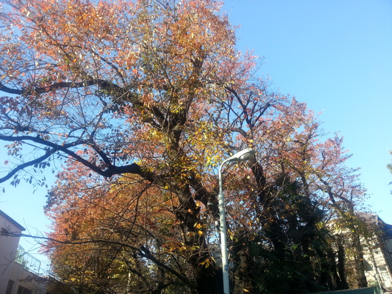 f:id:massneko:20141127083504j:plain