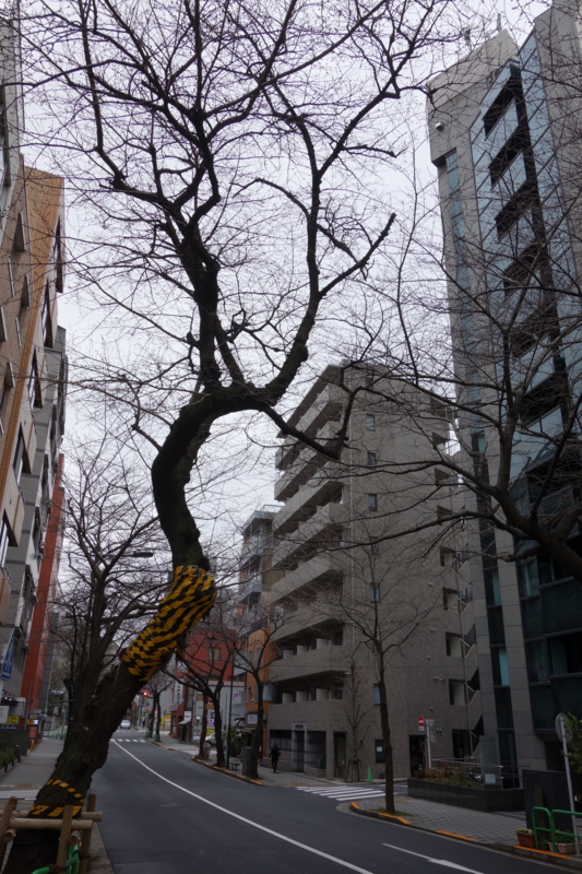 f:id:massneko:20150308154241j:plain