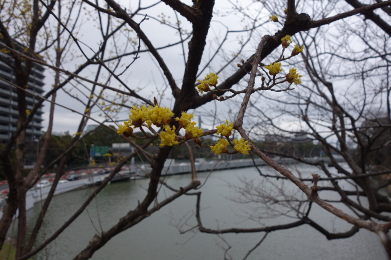 f:id:massneko:20150308155252j:plain