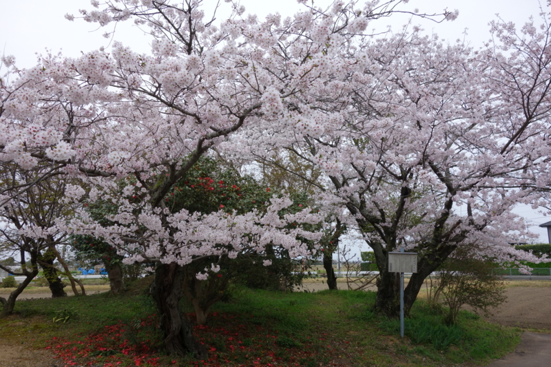f:id:massneko:20150404151233j:plain f:id:massneko:20150404151233j:plain