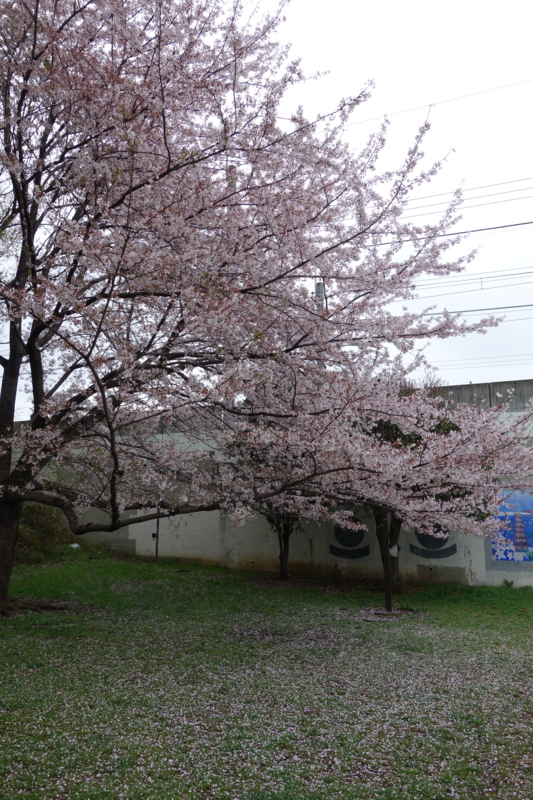 f:id:massneko:20150405131451j:plain f:id:massneko:20150405131451j:plain
