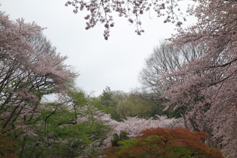 f:id:massneko:20150405132237j:plain f:id:massneko:20150405132237j:plain
