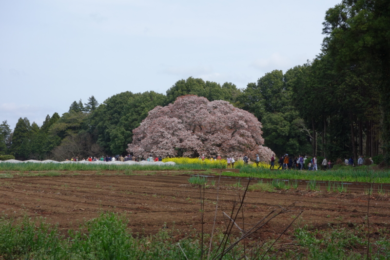 f:id:massneko:20150412122434j:plain