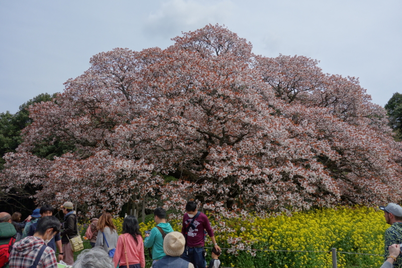 f:id:massneko:20150412122715j:plain