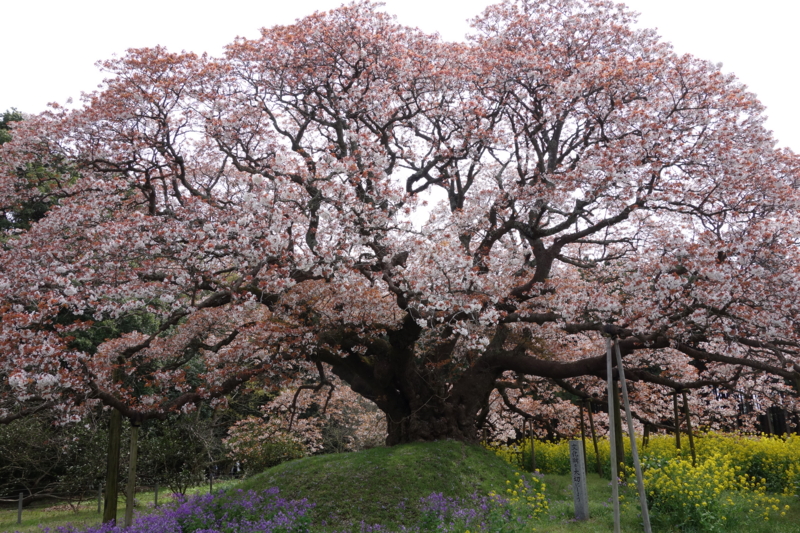 f:id:massneko:20150412122914j:plain