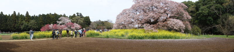 f:id:massneko:20150412123335j:plain