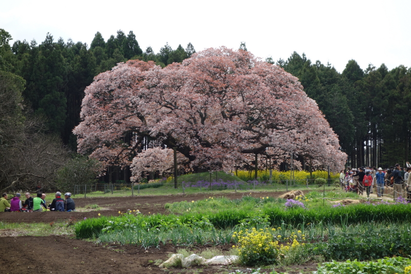 f:id:massneko:20150412123815j:plain