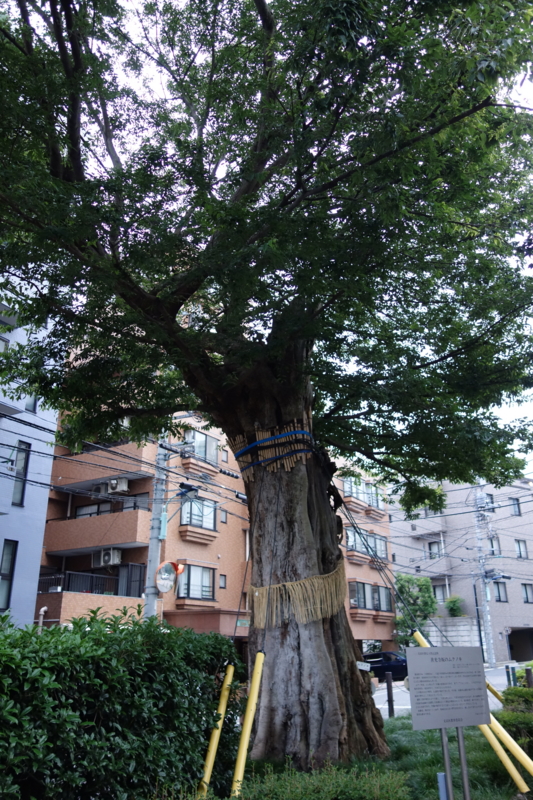 f:id:massneko:20150616175835j:plain
