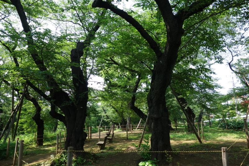 f:id:massneko:20150625141415j:plain