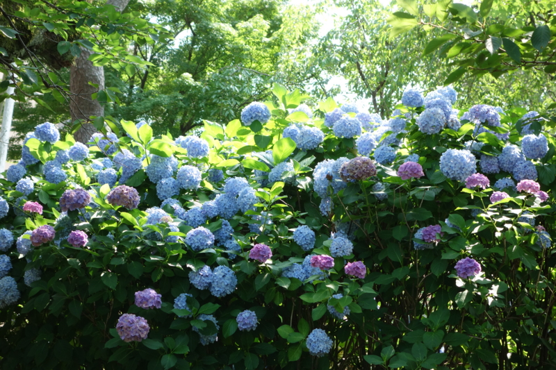 f:id:massneko:20150625142557j:plain
