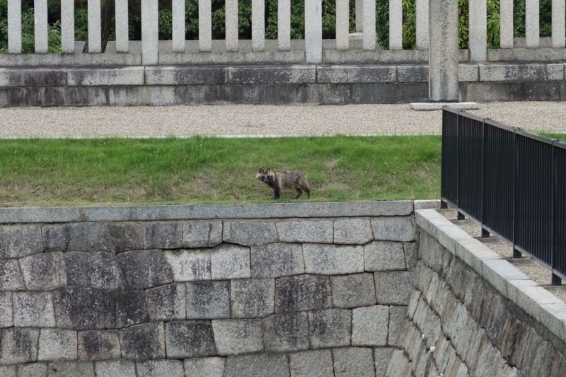f:id:massneko:20150628153337j:plain f:id:massneko:20150628153337j:plain