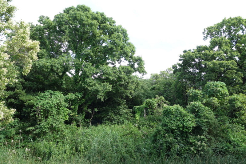 f:id:massneko:20150628163630j:plain f:id:massneko:20150628163630j:plain