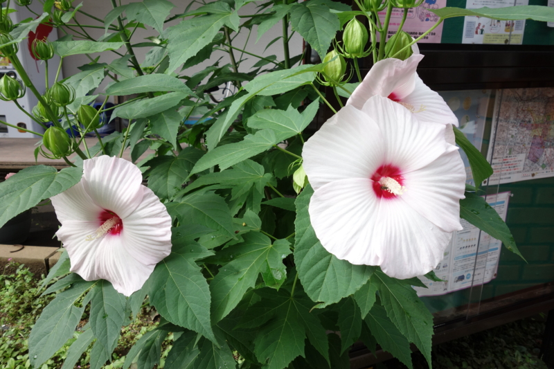 f:id:massneko:20150710081732j:plain f:id:massneko:20150710081732j:plain