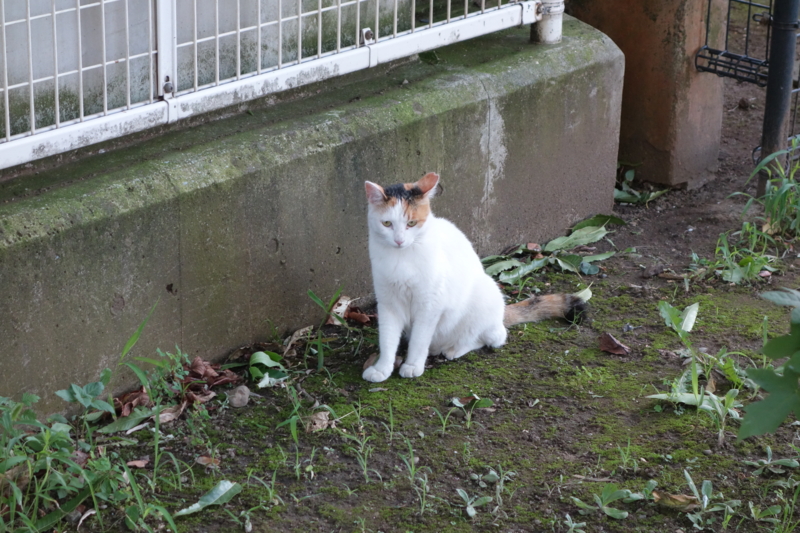 f:id:massneko:20150714175849j:plain